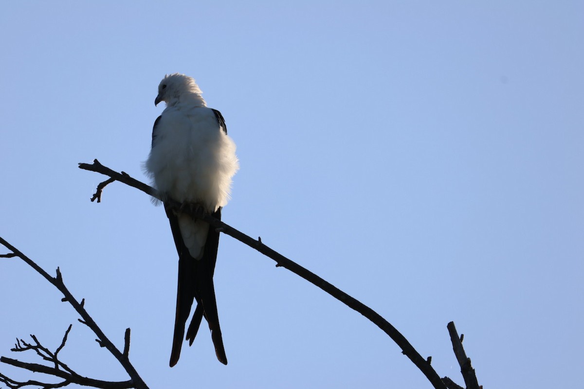Swallow-tailed Kite - ML638700960