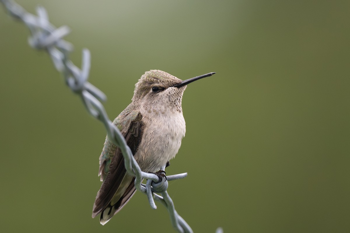 Anna's Hummingbird - ML638700977