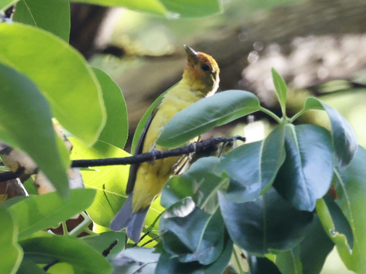 Western Tanager - ML638700996