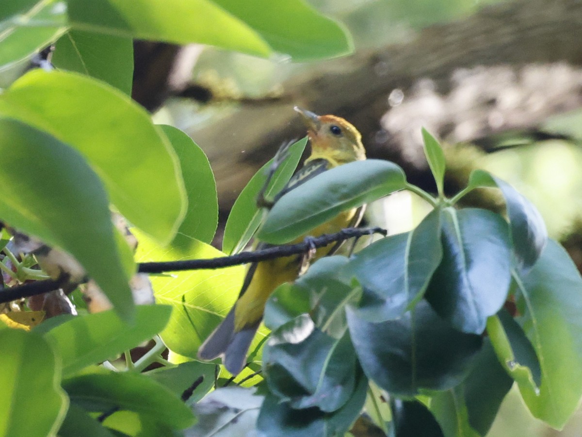 Western Tanager - ML638700997