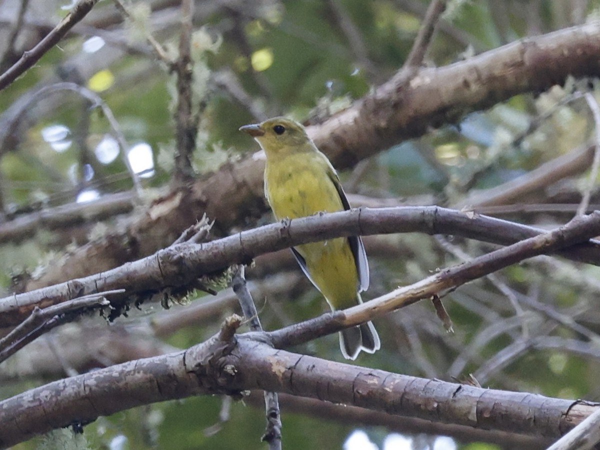 Western Tanager - ML638701000