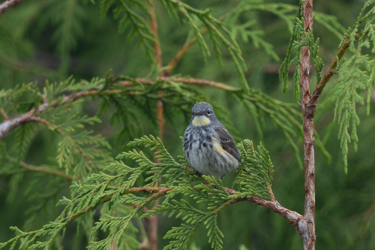 Yellow-rumped Warbler (Myrtle x Audubon's) - ML638701096