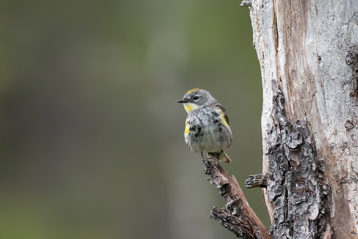 Yellow-rumped Warbler (Myrtle x Audubon's) - ML638701097