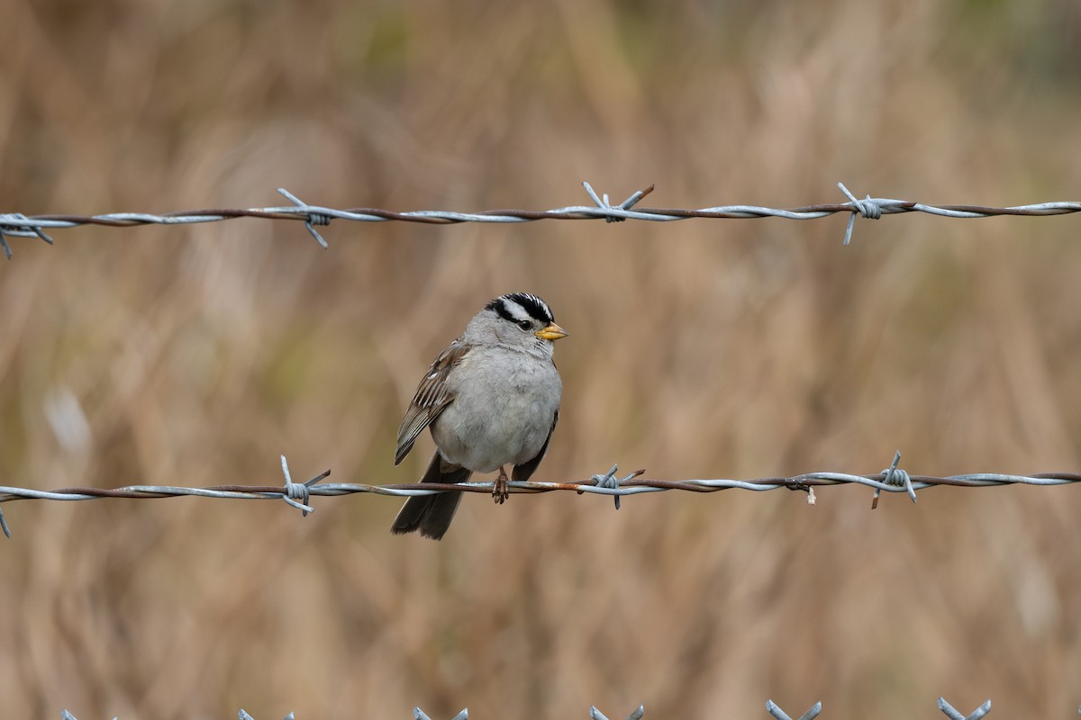 White-crowned Sparrow (pugetensis) - ML638701099