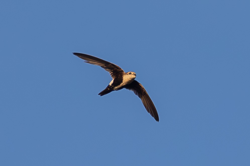 White-throated Swift - ML638701104