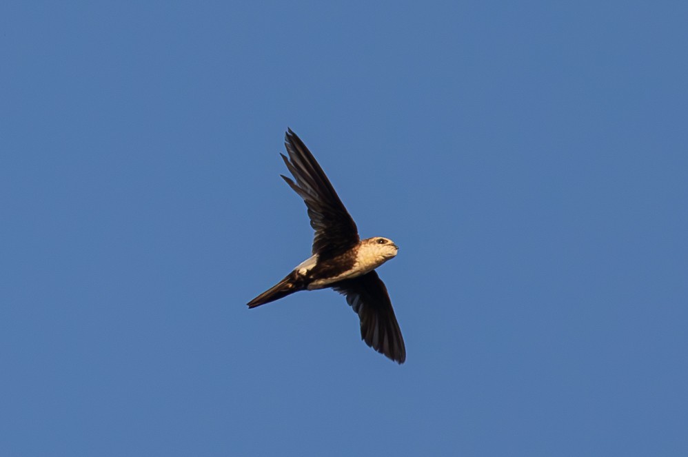 White-throated Swift - ML638701105