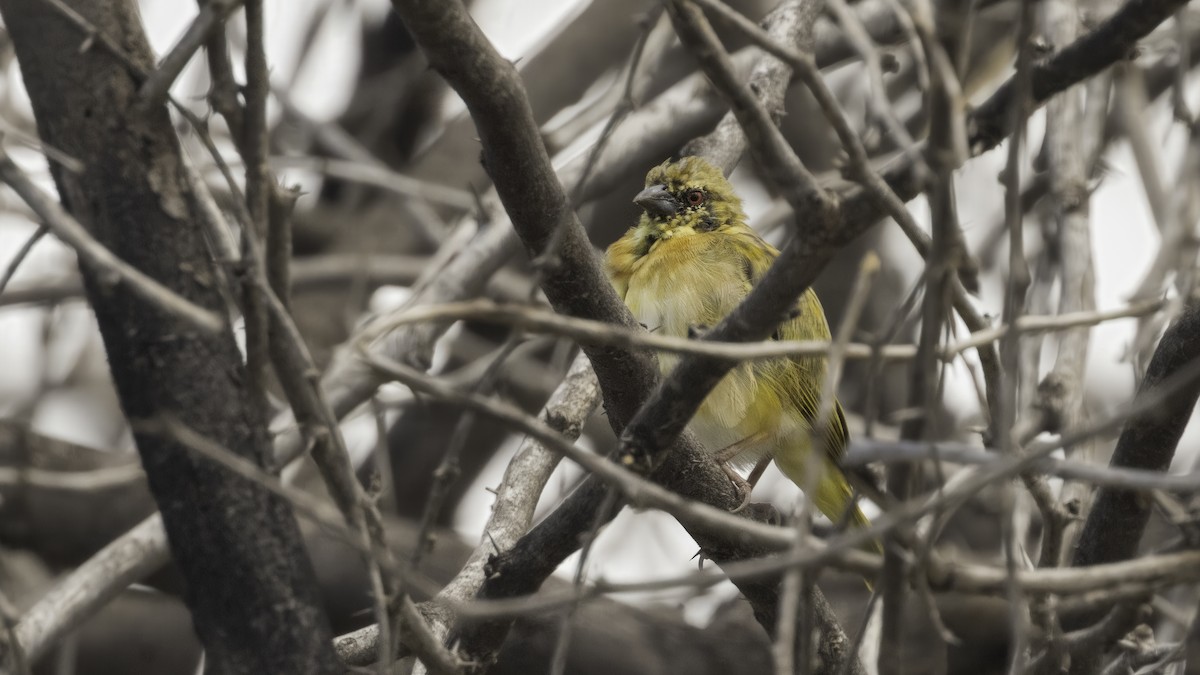 Village Weaver (Black-headed) - ML638701204