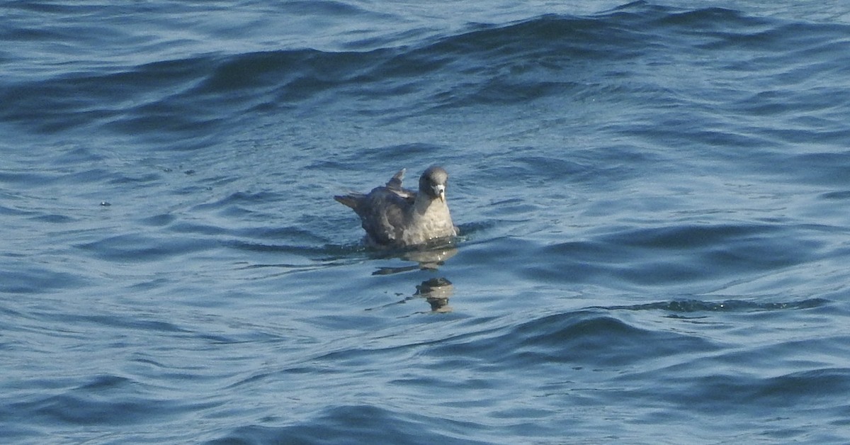 Fulmar Boreal - ML63870121