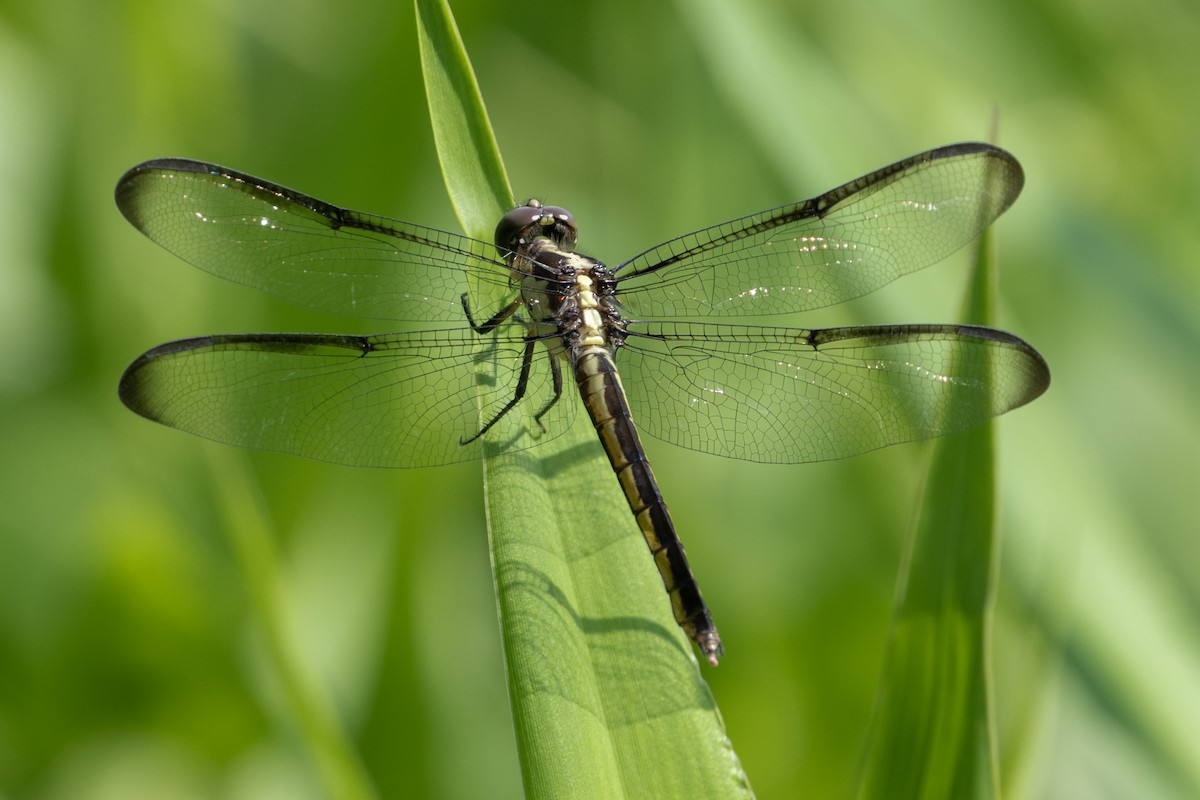 Insects - ML638701215