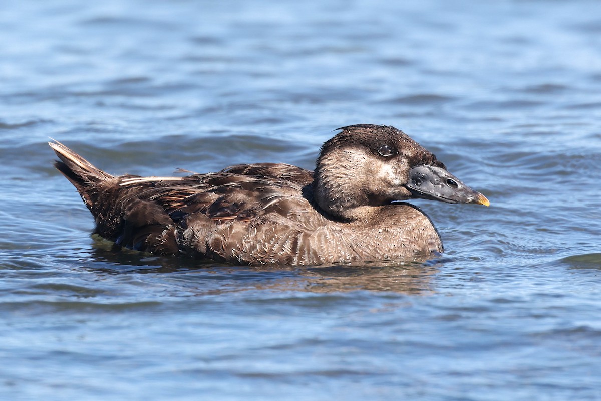 Surf Scoter - ML638701221