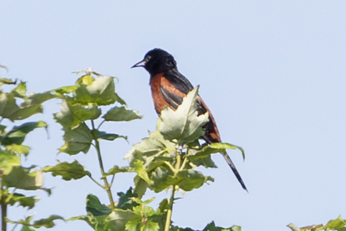 Turpial Castaño - ML638701234