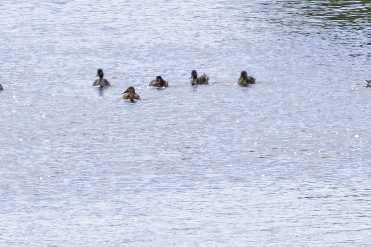 Canvasback - ML638701235
