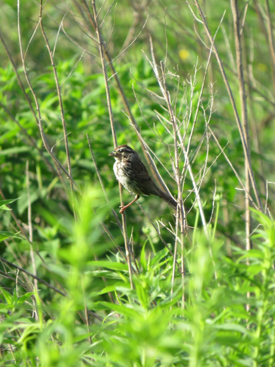 Song Sparrow - ML638701308