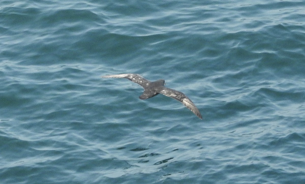 Northern Fulmar - ML63870131