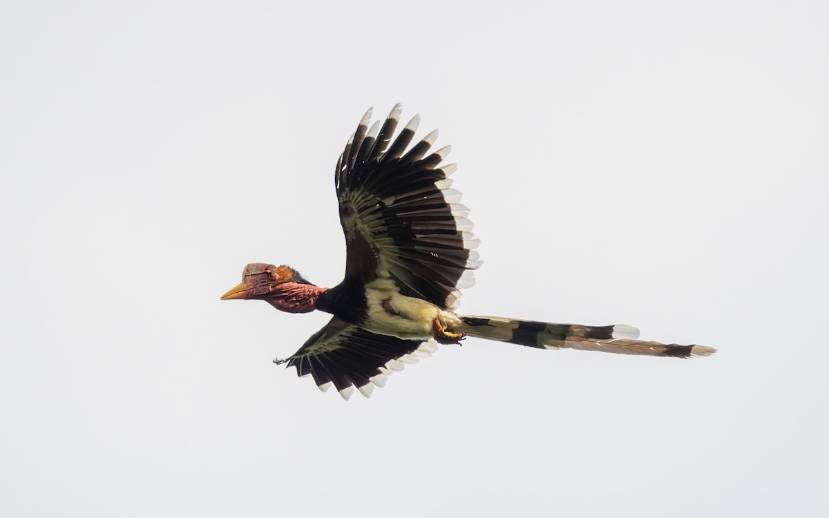 Helmeted Hornbill - ML638701312
