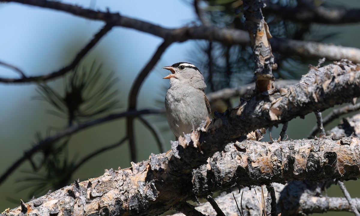 White-crowned Sparrow (oriantha) - ML638701317