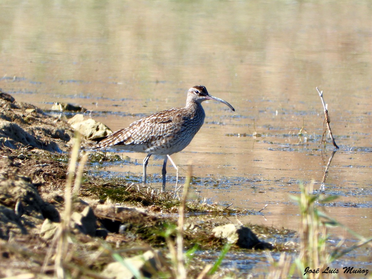 Whimbrel - ML638701398