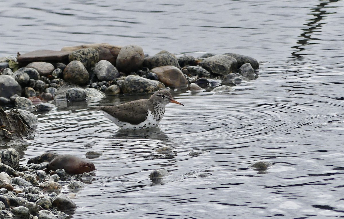 Spotted Sandpiper - ML638701476