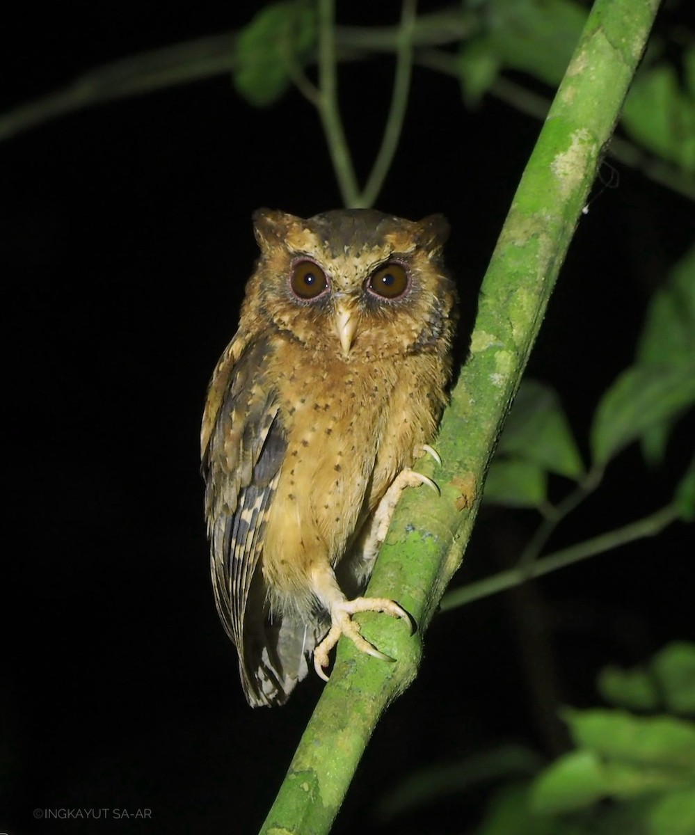 Reddish Scops-Owl - ML638701478