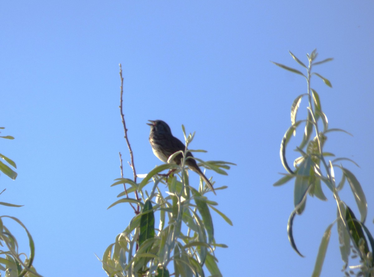 Song Sparrow - ML638701495