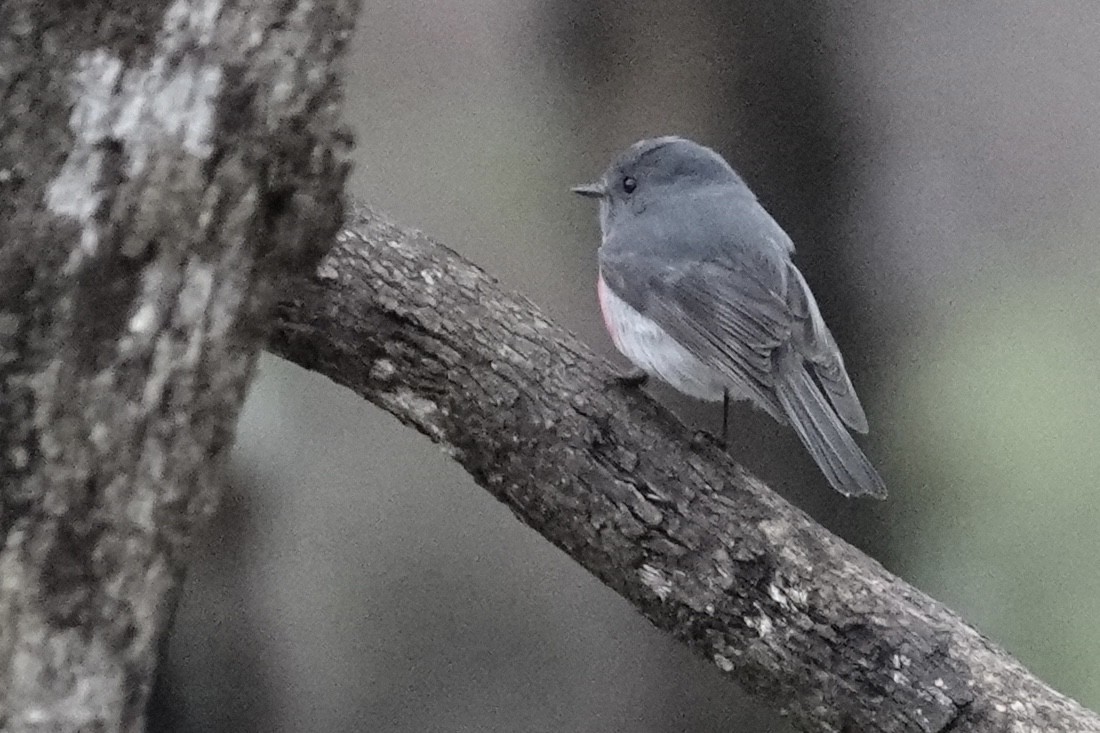 Rose Robin - ML638701564