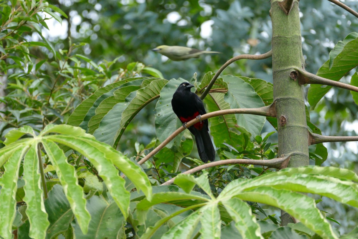 Red-bellied Grackle - ML638701582