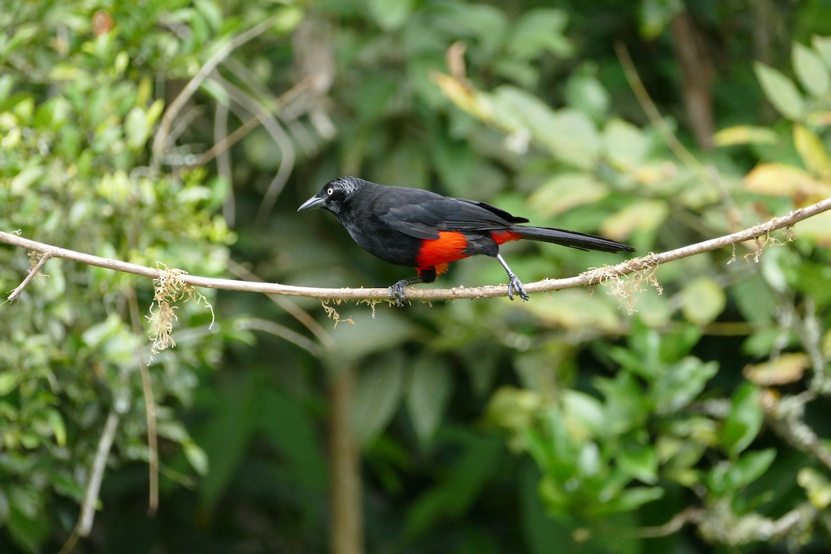 Red-bellied Grackle - ML638701583