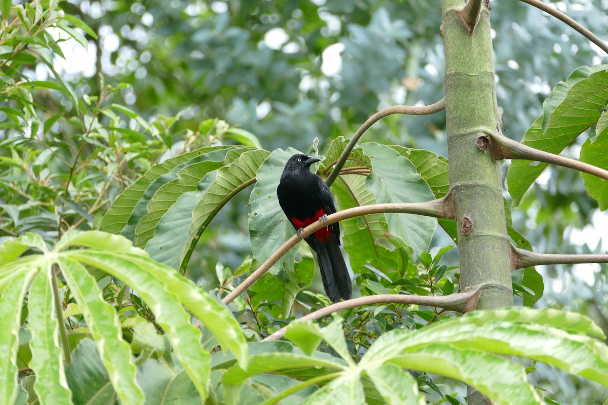 Red-bellied Grackle - ML638701584