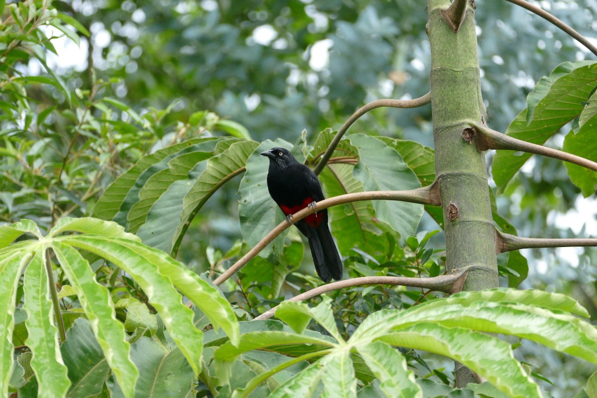 Red-bellied Grackle - ML638701585