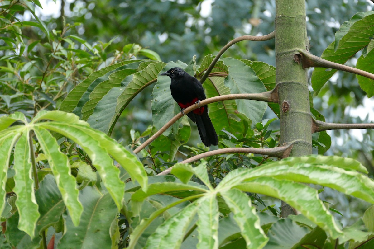 Red-bellied Grackle - ML638701586