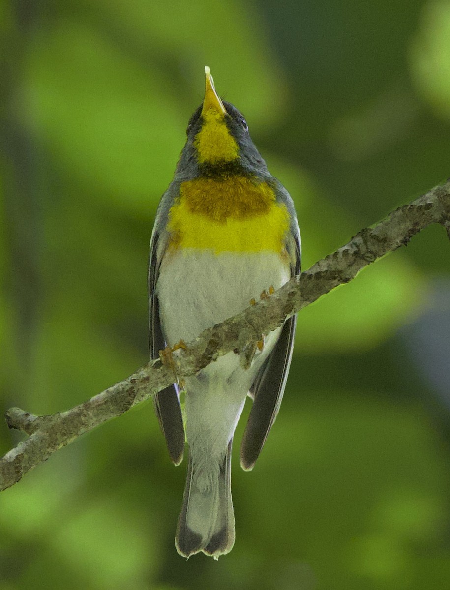 Northern Parula - ML638701589