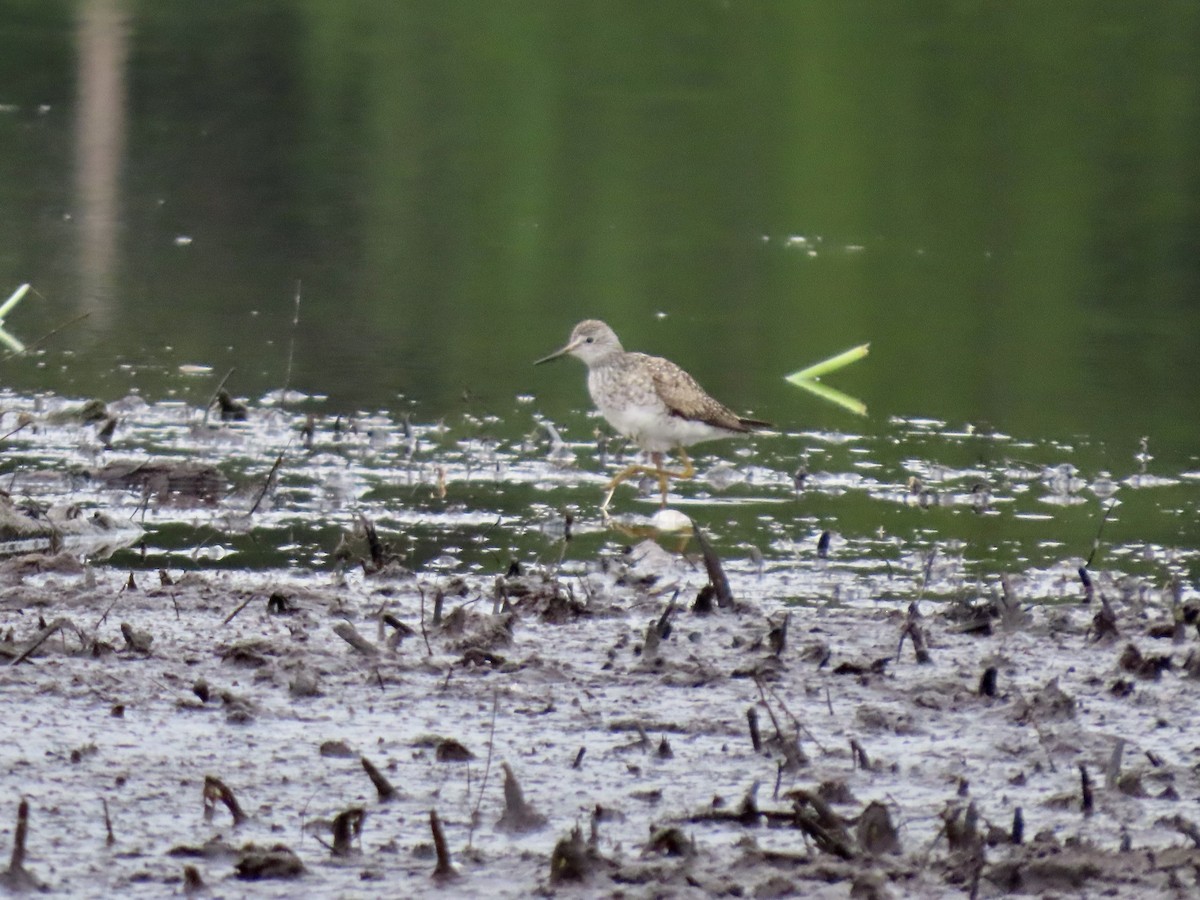 Lesser Yellowlegs - ML638701619