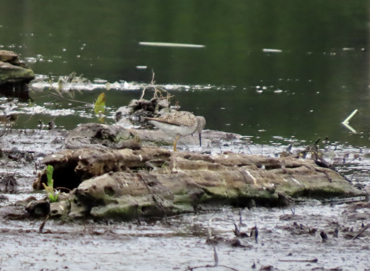 Lesser Yellowlegs - ML638701620