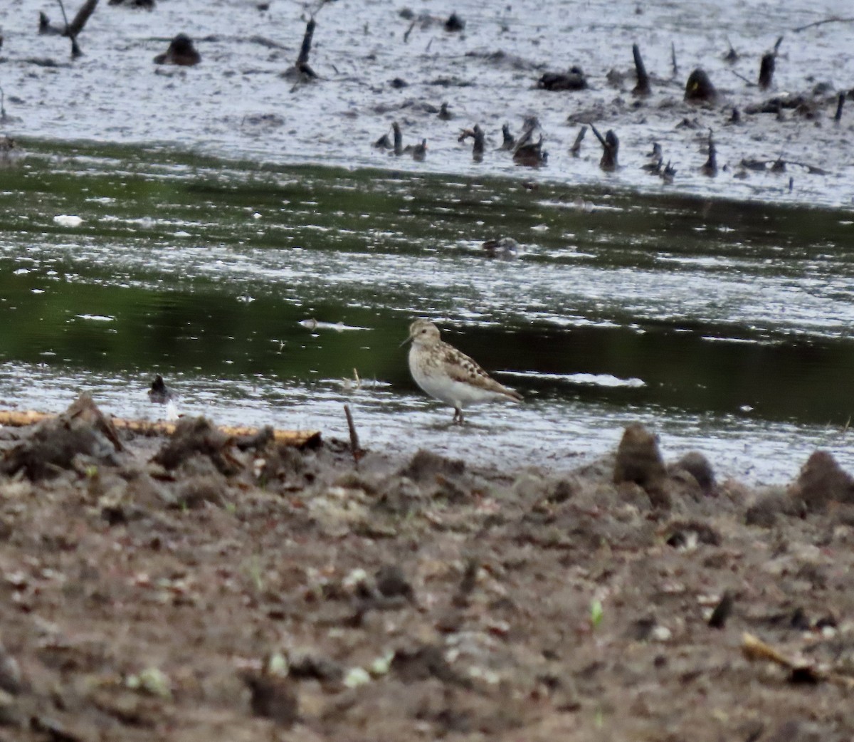 Semipalmated Sandpiper - ML638701674