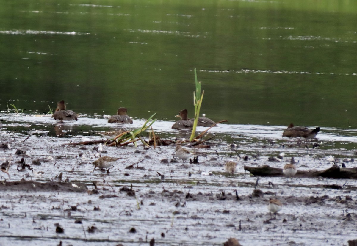 Hooded Merganser - ML638701686