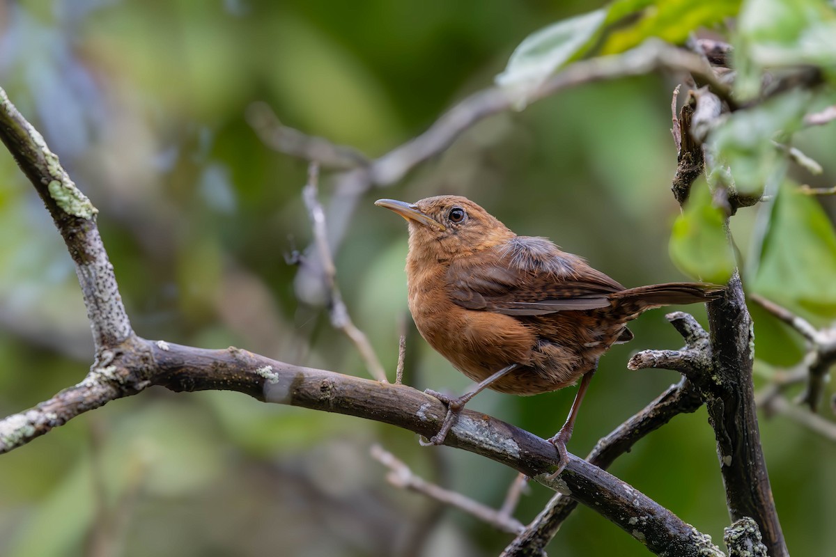 Kalinago Wren - ML638701716