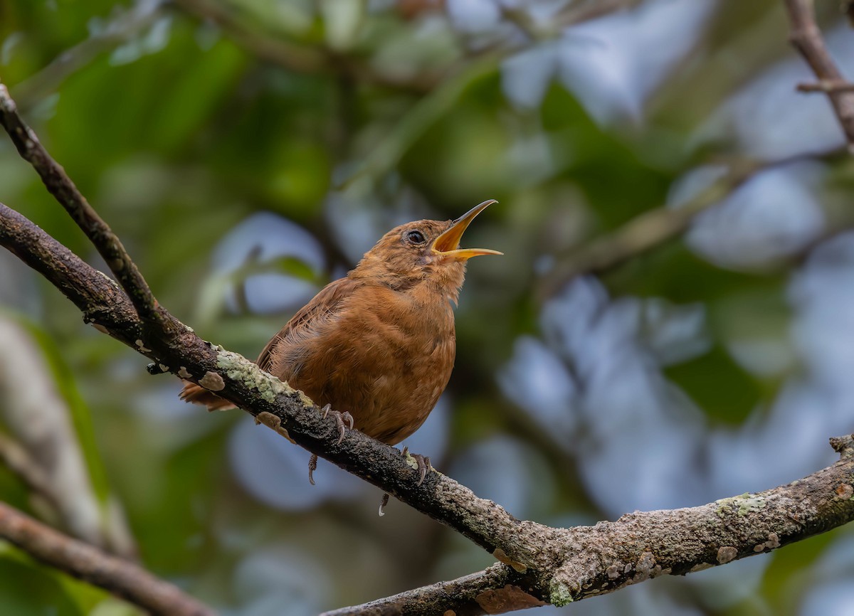 Kalinago Wren - ML638701717