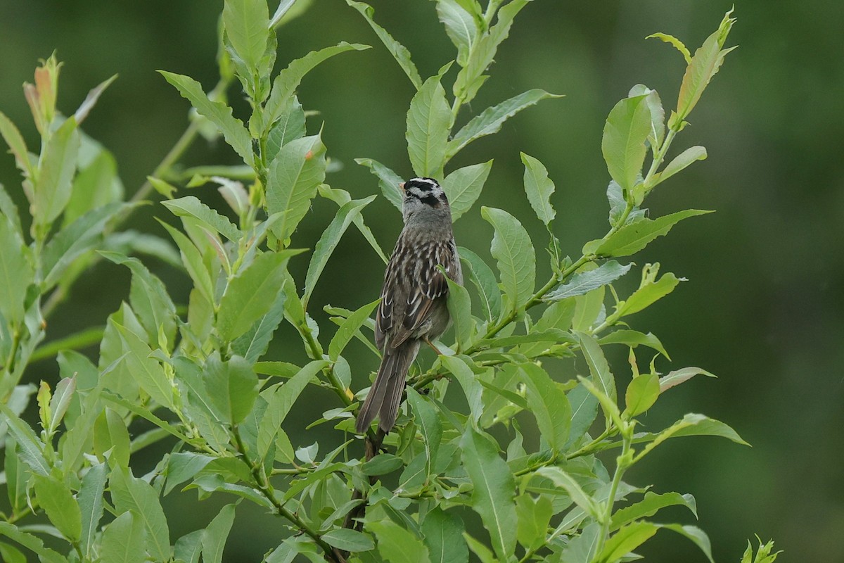White-crowned Sparrow - ML638701734