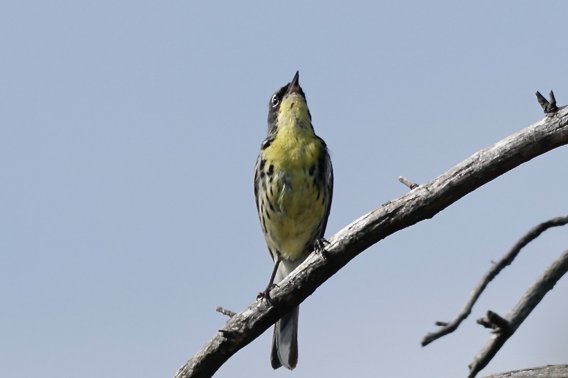 brannfeltparula - ML638701775