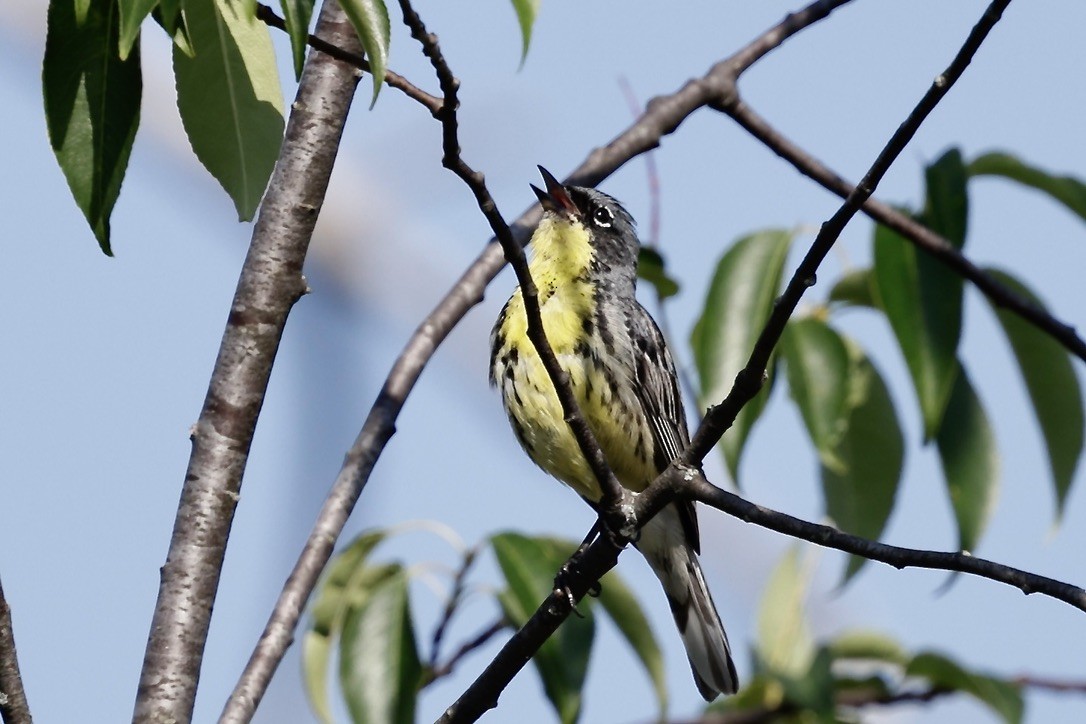 brannfeltparula - ML638701785