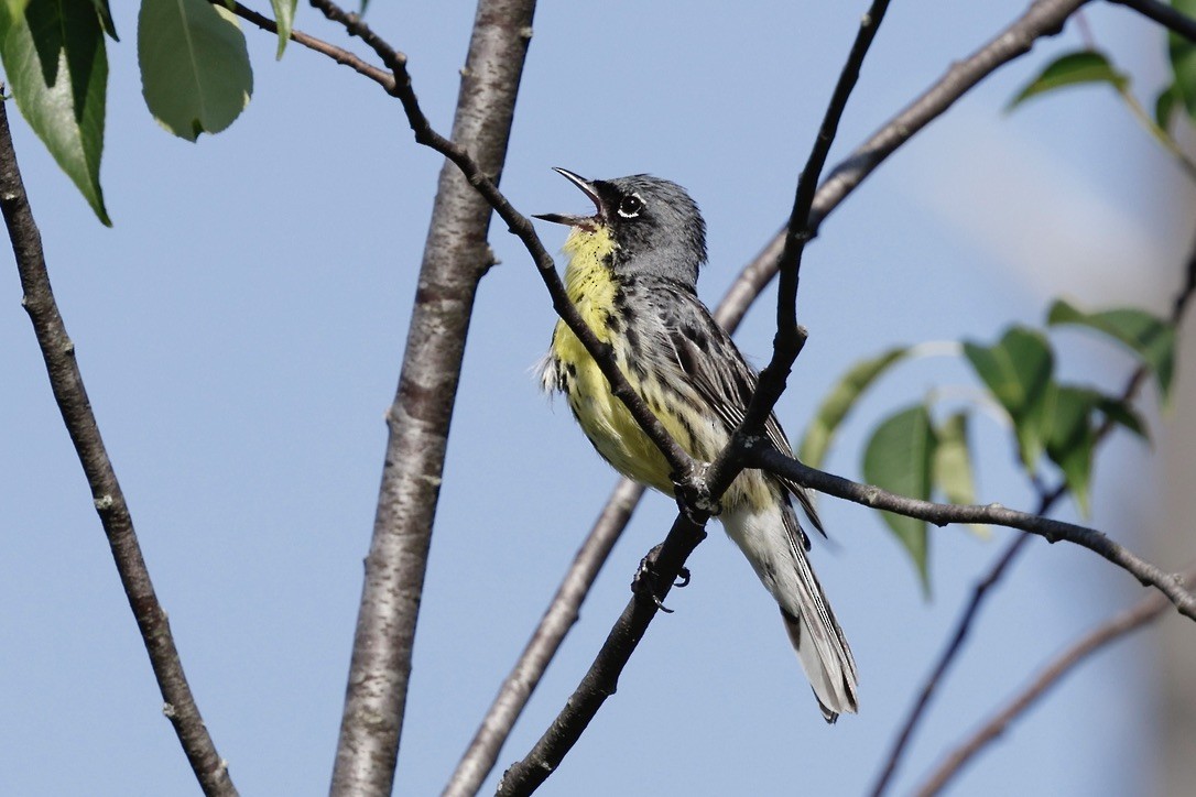 brannfeltparula - ML638701790