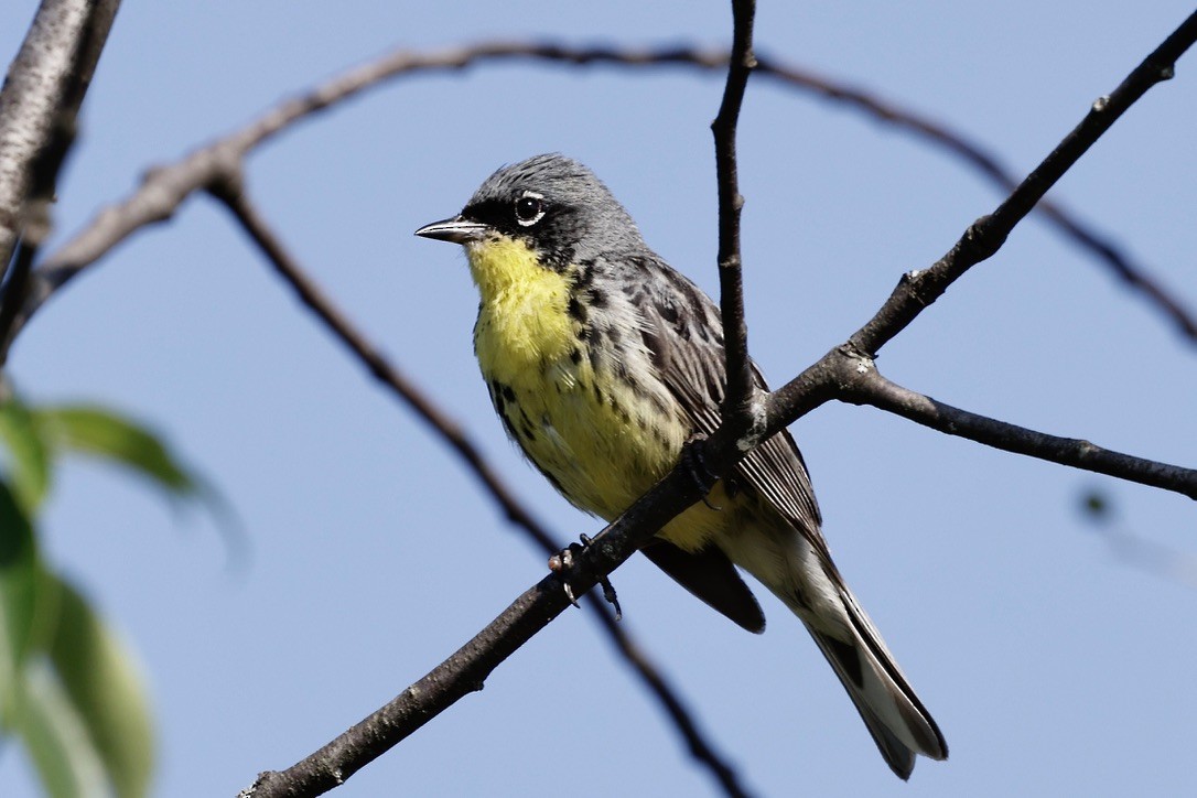 brannfeltparula - ML638701800