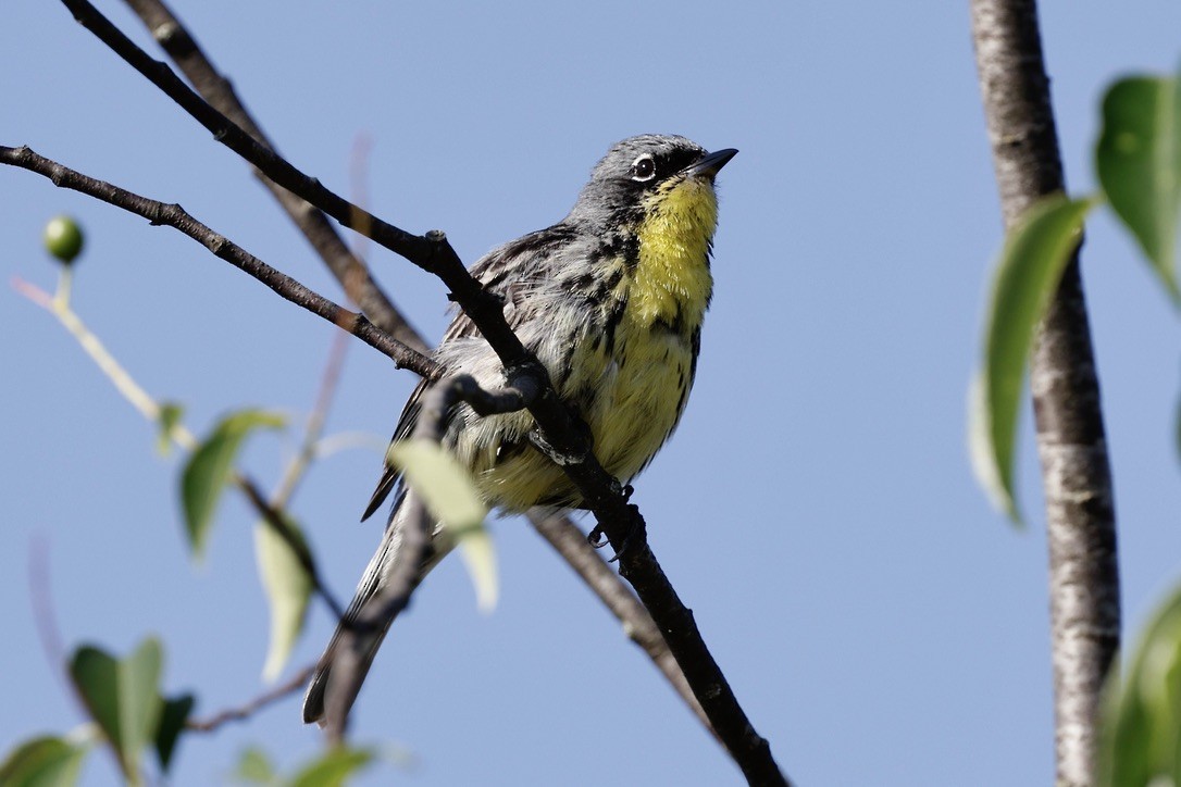 brannfeltparula - ML638701801