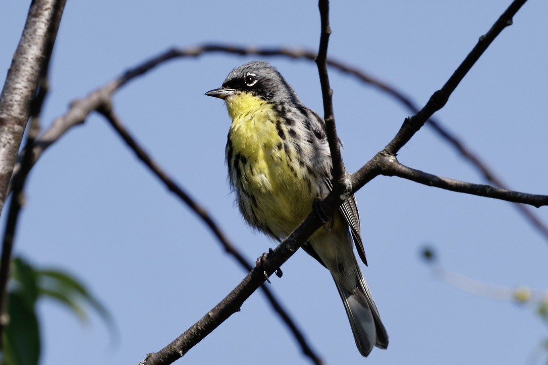 brannfeltparula - ML638701802