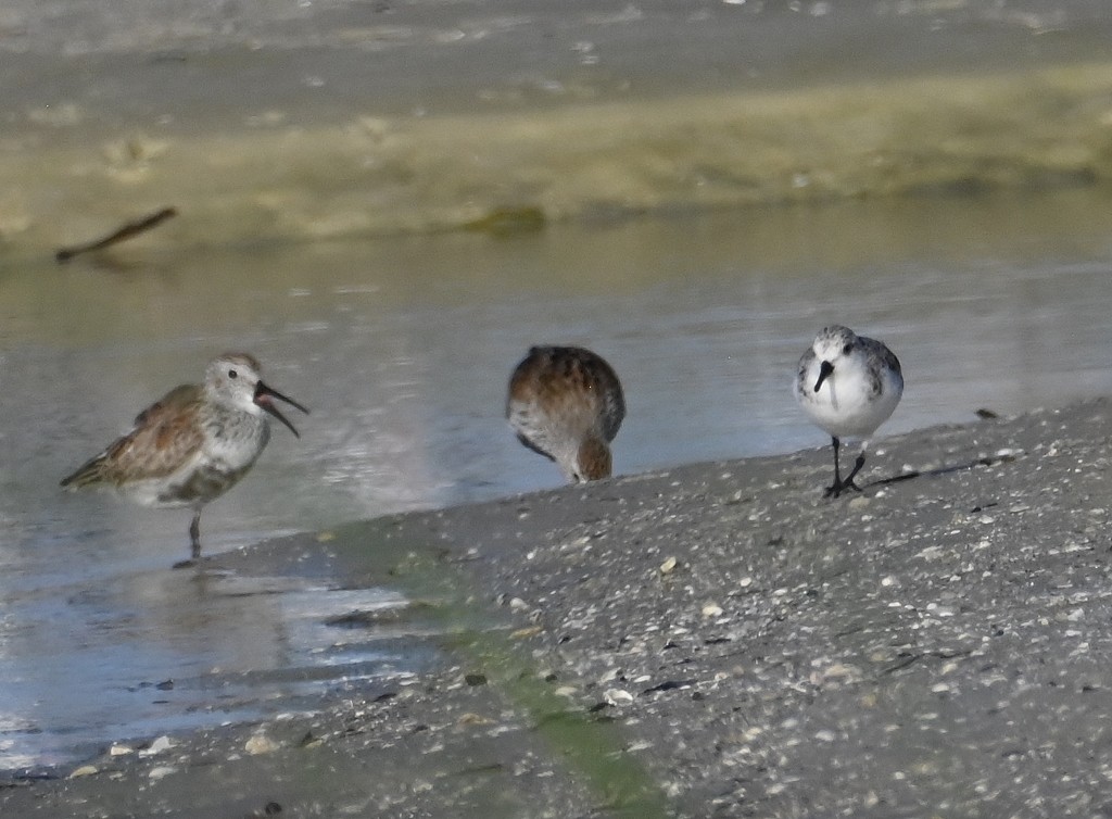 Sanderling - ML638701840