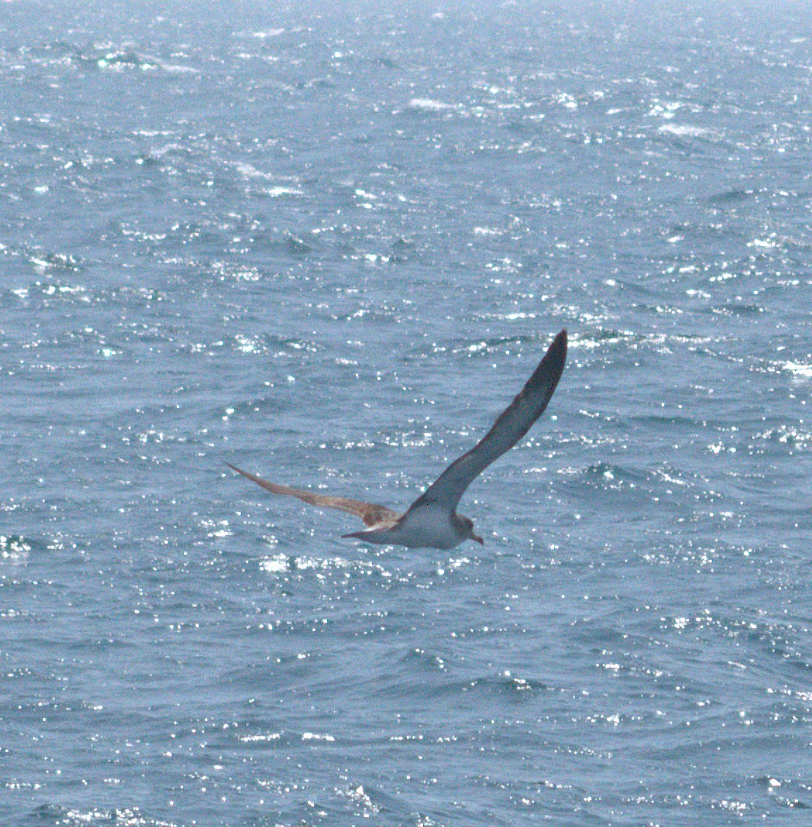 Cory's Shearwater - ML638701844