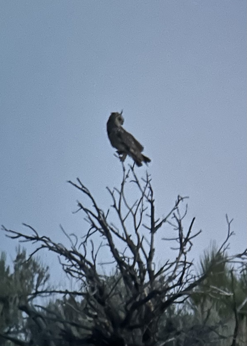 Long-eared Owl - ML638701851