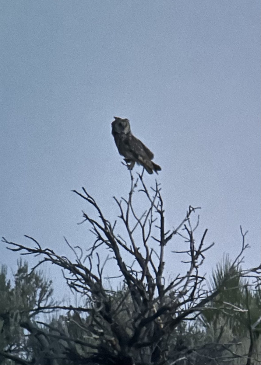 Long-eared Owl - ML638701857