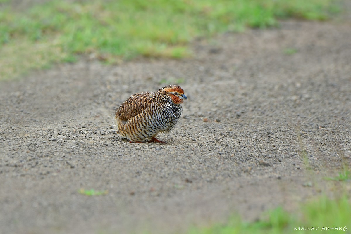 Rock Bush-Quail - ML638701858