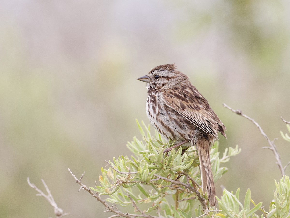 Song Sparrow (heermanni Group) - ML638701903